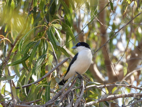 Chabert Vanga (Leptopterus chabert), photo 9