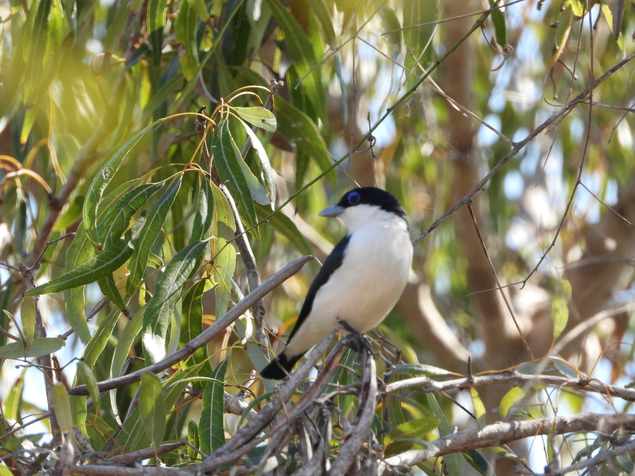 Chabert Vanga (Leptopterus chabert), photo 9