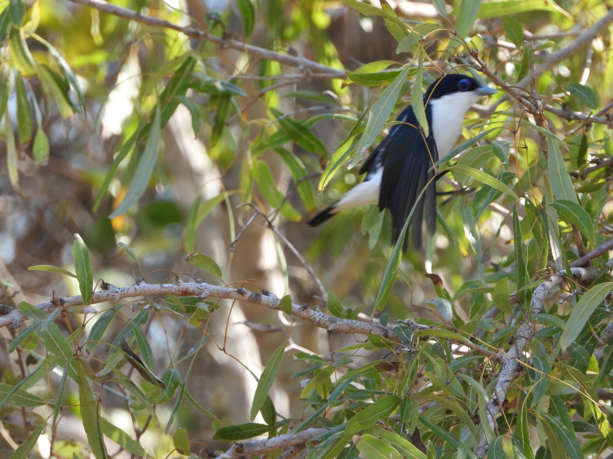 Chabert Vanga (Leptopterus chabert), photo 4