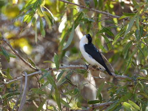 Chabert Vanga (Leptopterus chabert), photo 8