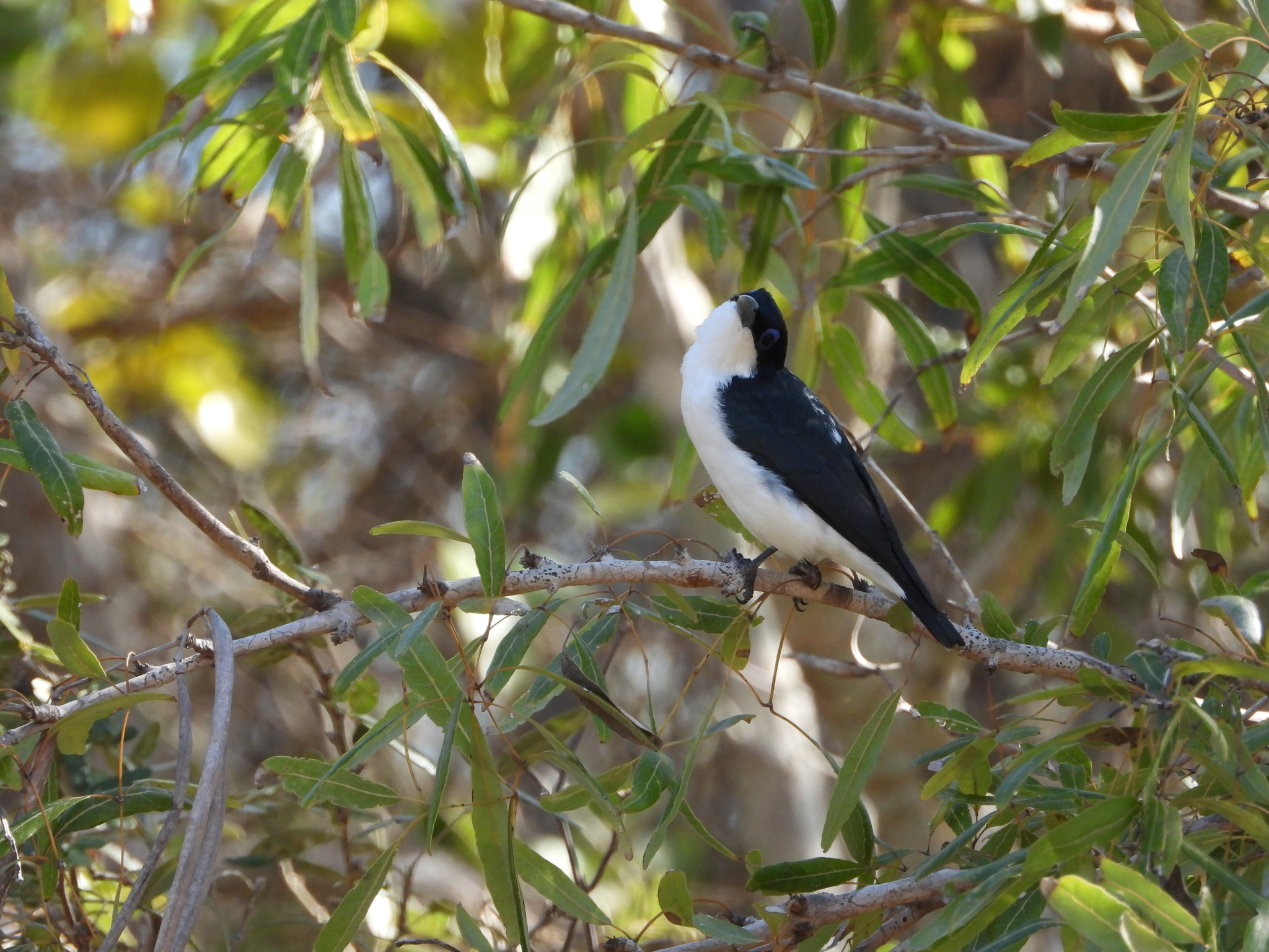 Chabert Vanga (Leptopterus chabert), photo 8