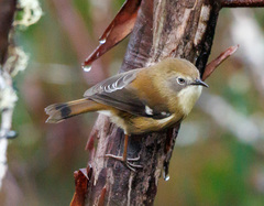 Scrubtit photo 2