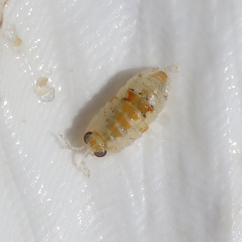 Actaecia nasuta