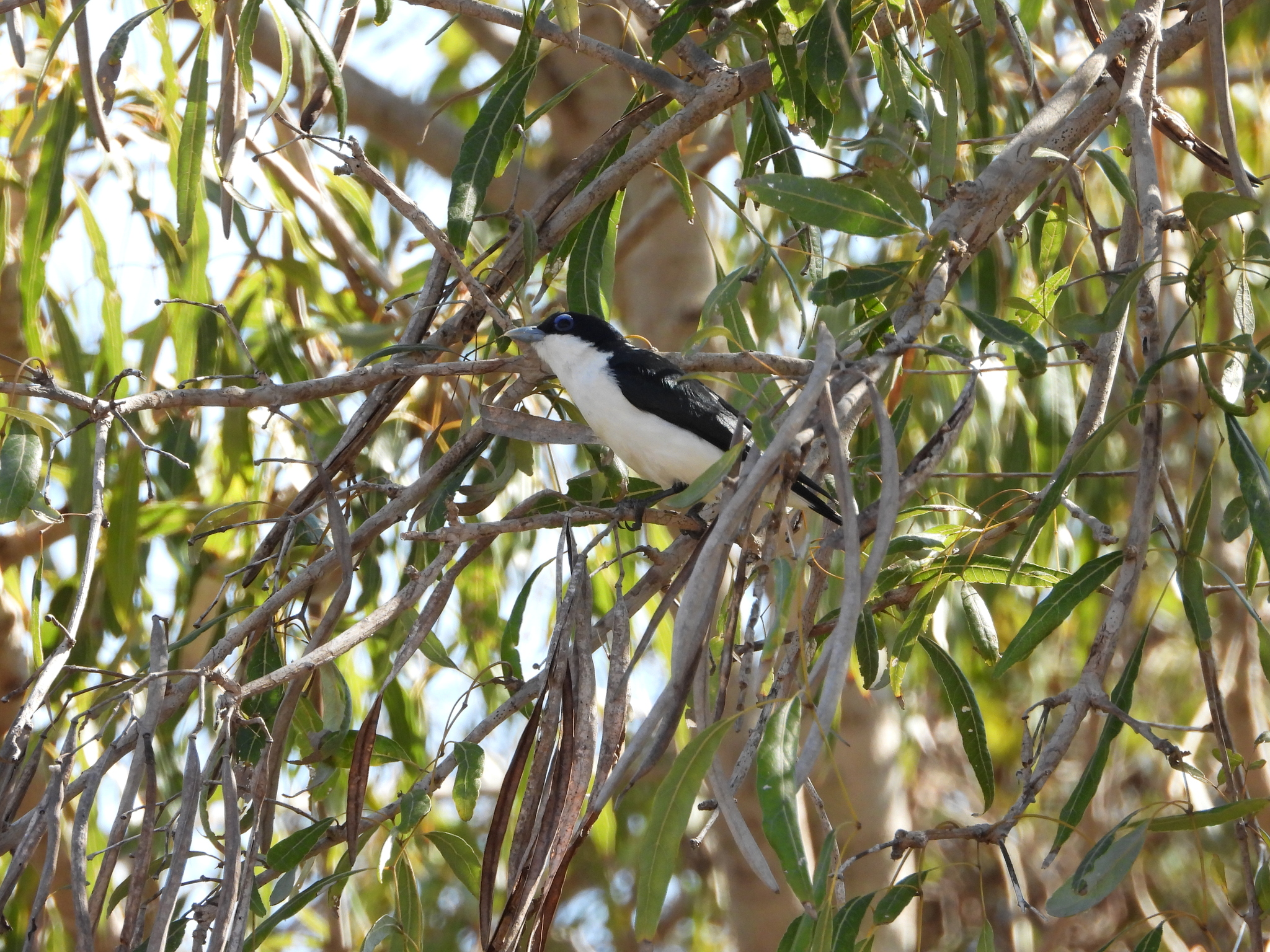 Chabert Vanga (Leptopterus chabert), photo 3