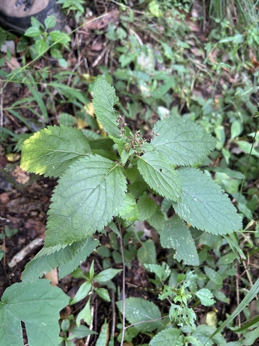 Teucrium viscidum iNat (3)
