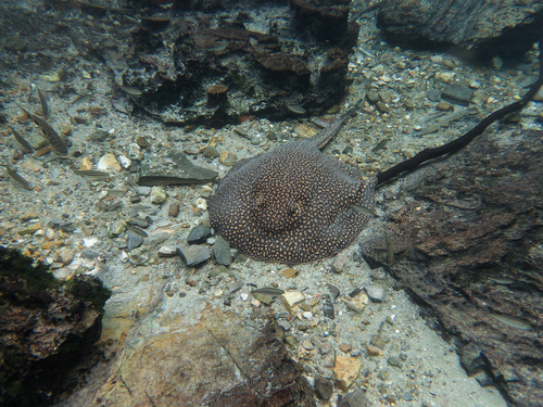 Largespot river stingray (Potamotrygon falkneri) — Potamotrygonidae