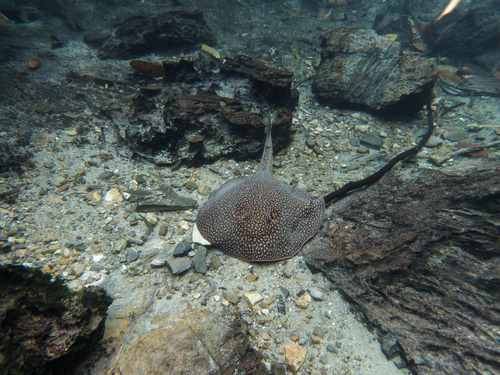 Largespot river stingray (Potamotrygon falkneri) — Potamotrygonidae — 4