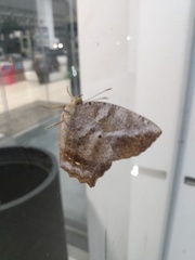 Narope syllabus stygius