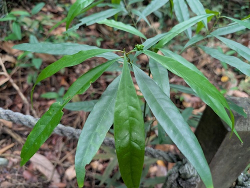 Nothaphoebe observed 2025-09-13