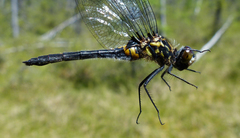Leucorrhinia glacialis