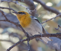 Peucedramus taeniatus