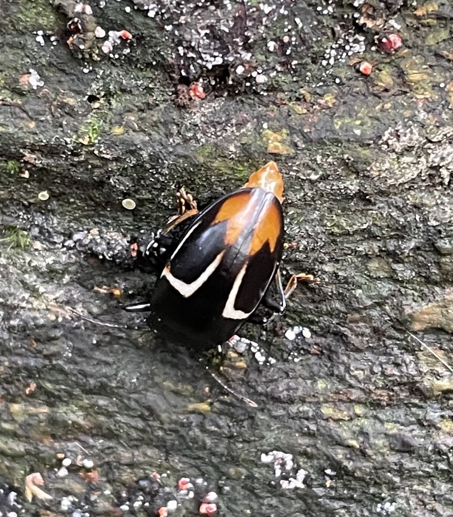 Trycherus apicalis