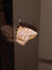 Narope syllabus stygius