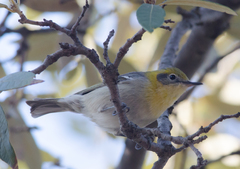 Peucedramus taeniatus