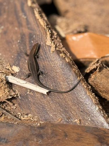 Variable Skink