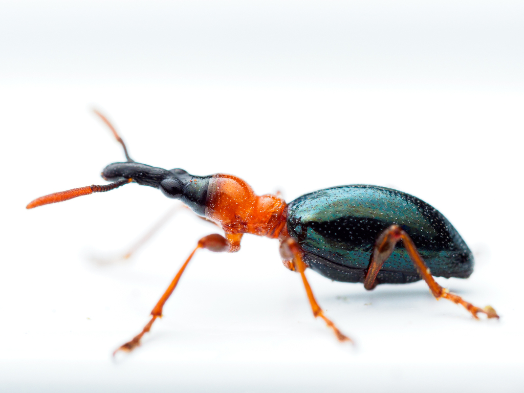 Sweetpotato Weevil