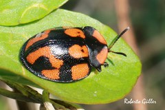 Botanochara angulata