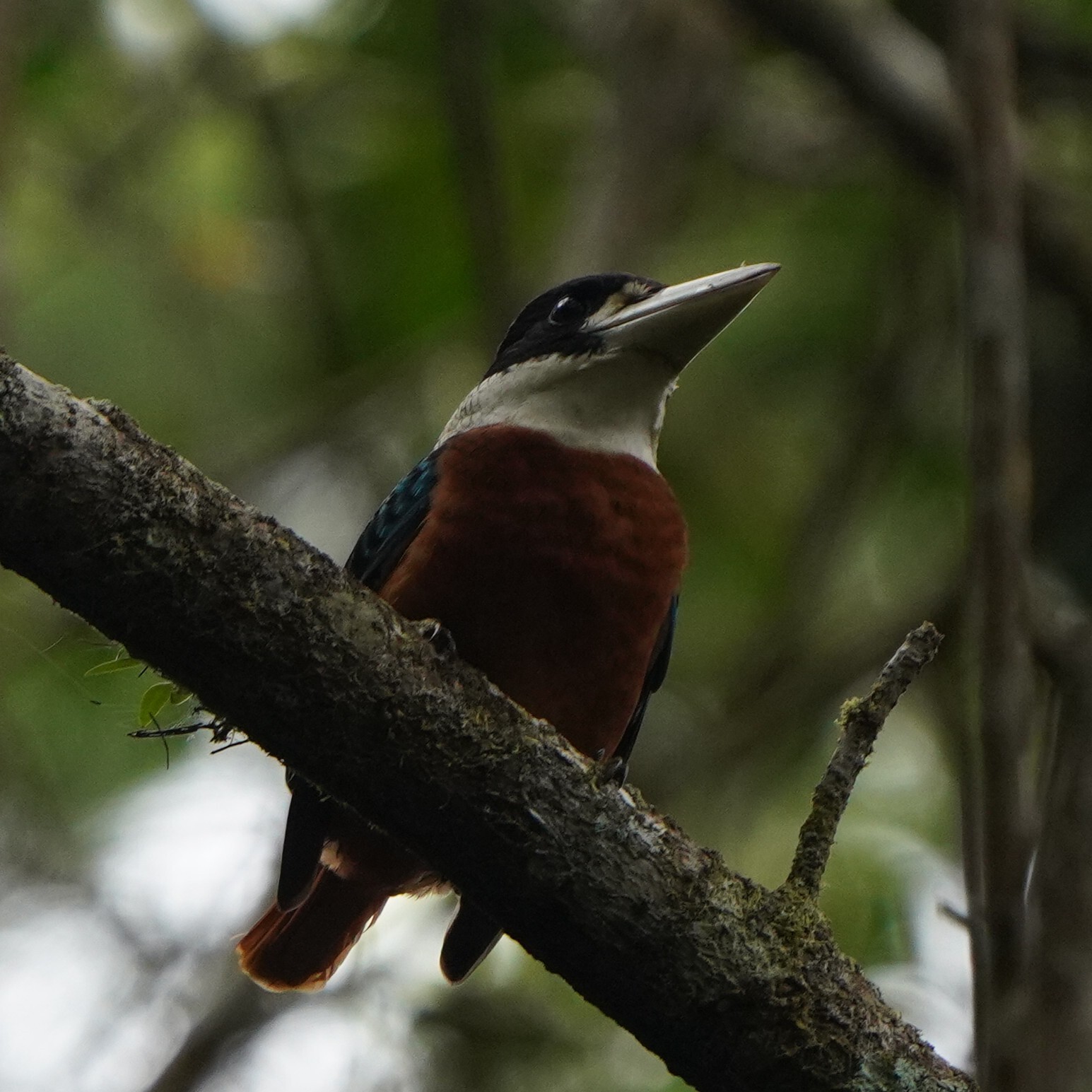 Rufous-bellied Kookaburra (Dacelo gaudichaud), photo 4