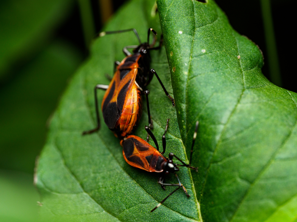 Bordered Harlequin Bug
