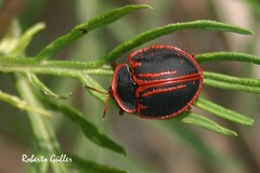 Botanochara bonariensis