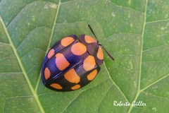 Botanochara decempustulata