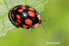 Botanochara duodecimverrucata