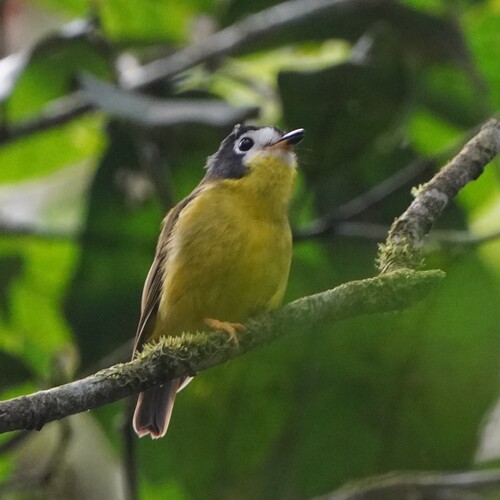 White-faced Robin (Eopsaltria leucops), photo 3