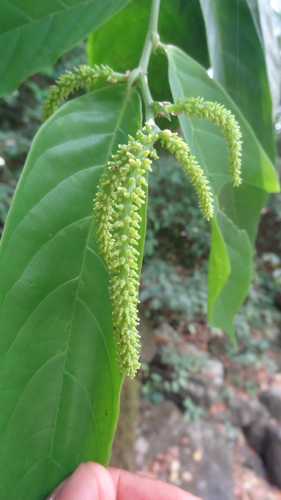Antidesma pentandrum iNat (3)
