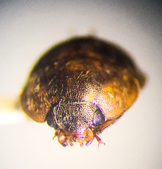 Amphicrossus ciliatus