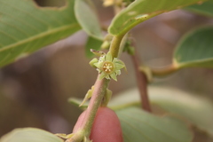 Bridelia retusa