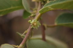 Bridelia retusa