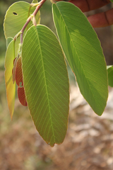 Bridelia retusa