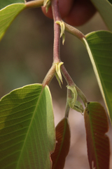 Bridelia retusa