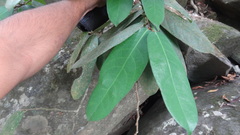 Drypetes oblongifolia