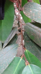 Drypetes oblongifolia
