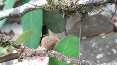 Drypetes oblongifolia