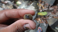 Drypetes oblongifolia