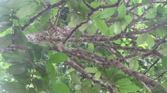 Drypetes oblongifolia