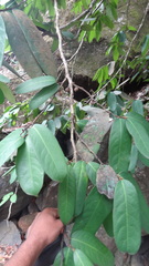 Drypetes oblongifolia