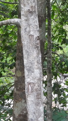 Drypetes oblongifolia