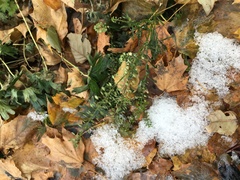 Lepidium virginicum virginicum