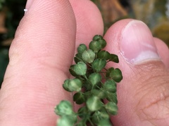 Lepidium virginicum virginicum
