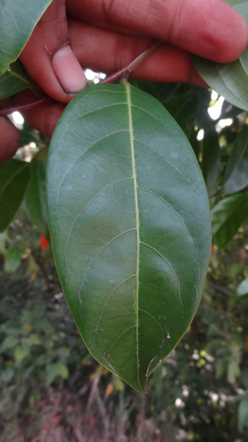 Image of Glochidion ellipticum by (c) Siddarth Machado, some rights reserved (CC BY)