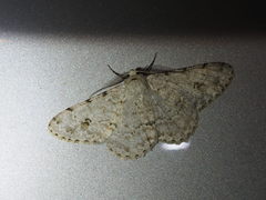 Lassaba parvalbidaria