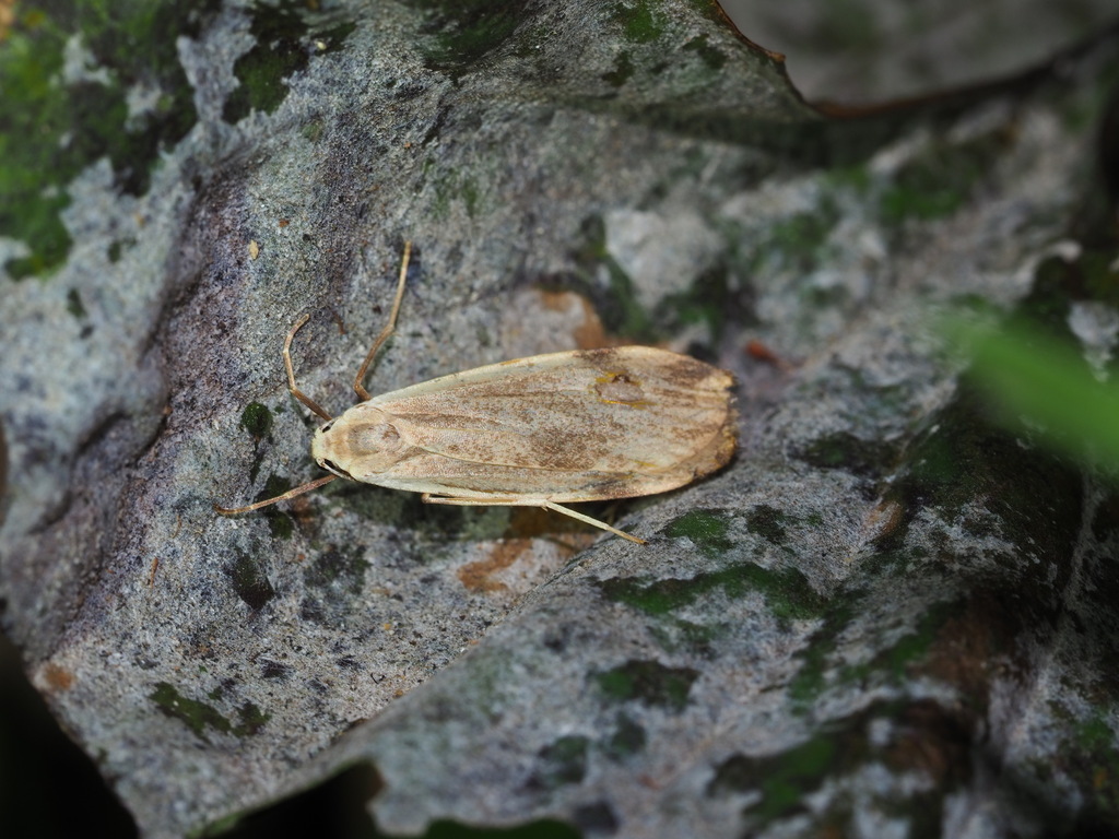 Prabhasa venosa