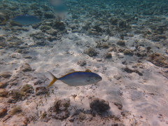 Caranx bartholomaei