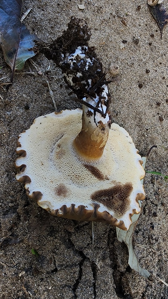 Tylopilus castanoides