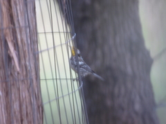 Setophaga chrysoparia