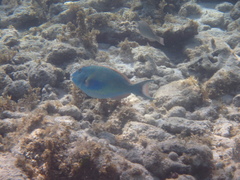 Sparisoma chrysopterum