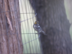 Setophaga chrysoparia